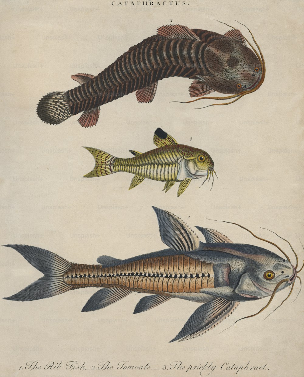Três espécies de bagres, por volta de 1800. De cima para baixo, um tomoato, uma catafracta espinhosa e um peixe costela. Gravura de J. Pass. (Foto de Hulton Archive/Getty Images)