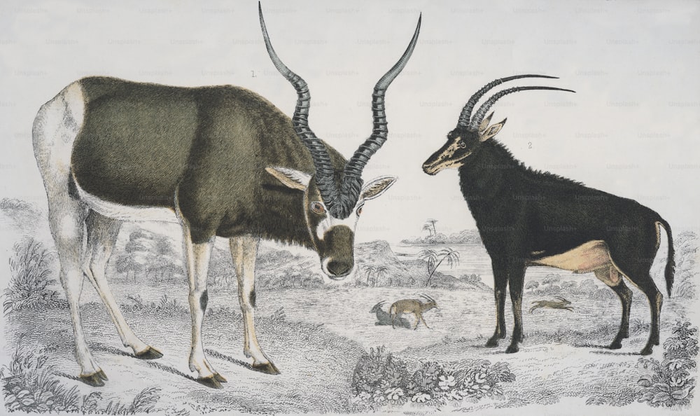 Un antílope Addax (izquierda) y un antílope Sable (derecha) en África, alrededor de 1850. (Foto de Hulton Archive/Getty Images)