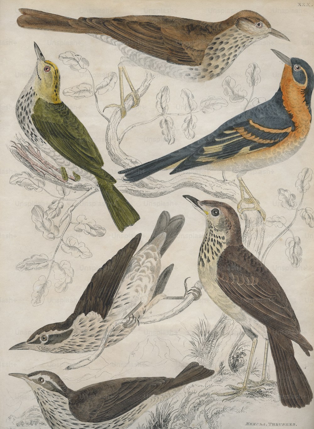 Vários sapinhos, por volta de 1850. No sentido horário a partir do topo, o Pequeno Sabiá-Tawny (merula menor), o Sabiá-de-richardson (Richardsonii), o Sabiá-de-Cabra-do-Céu (Turdus Wilsonii), o Sabiá-da-água (aquatica), o Sabiá-de-audubon (Ludoviciana) e o Sabiá-de-coroa-dourada (auricapilla). Gravado por John Miller em homenagem a A. Wilson e ao Capitão Brown. (Foto: Hulton Archive/Getty Images)