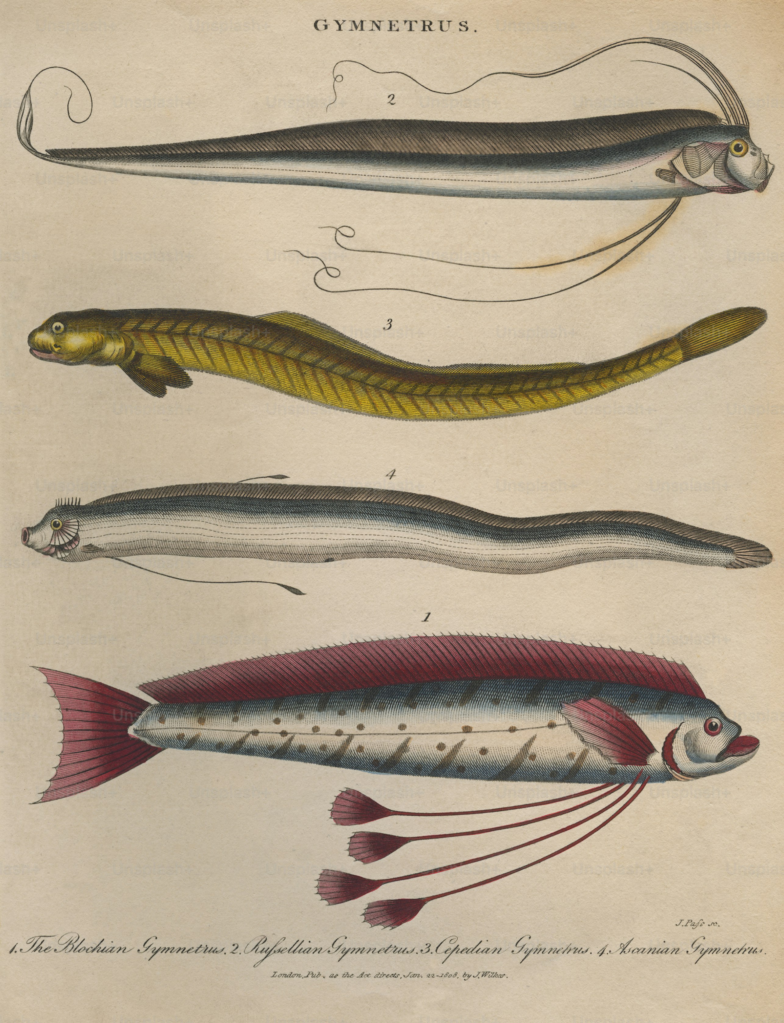 Empat ikan pita atau Gymnetrus, sekitar tahun 1808. Dari atas ke bawah, gymnetrus Russellian, gymnetrus Cepedian, gymnetrus Ascania dan gymnetrus Blochian. Ukiran oleh J. Pass. (Foto oleh Hulton Archive/Getty Images)