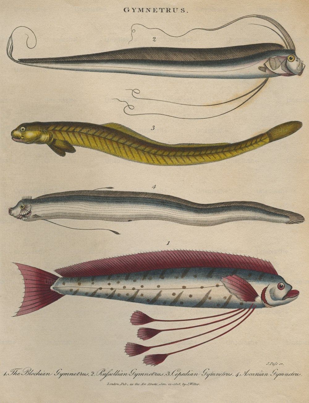 Cuatro peces cinta o Gymnetrus, alrededor de 1808. De arriba a abajo, un gymnetrus russelliano, un gymnetrus cepediano, un gymnetrus ascaniano y un gymnetrus blochiano.  Grabado de J. Pass. (Foto de Hulton Archive/Getty Images)