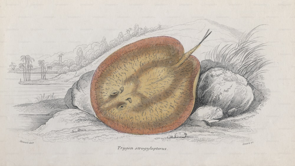 Un Trygon Strogylopterus de la familia de las rayas, alrededor de 1850. Grabado de Lizars según Stewart. (Foto de Hulton Archive/Getty Images)