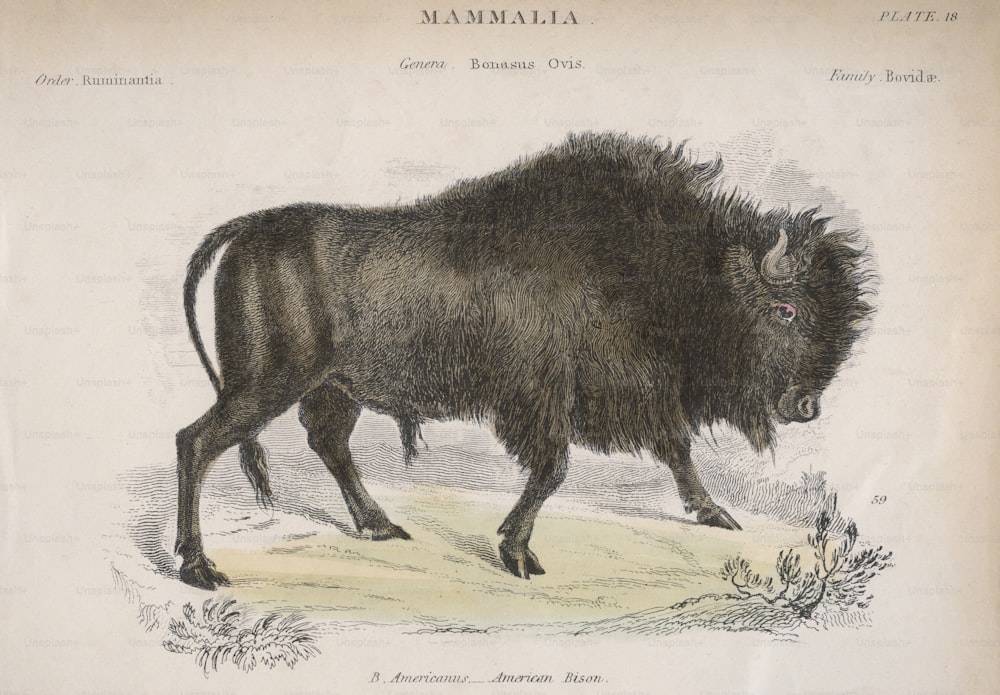 An American Bison, circa 1850. (Photo by Hulton Archive/Getty Images)