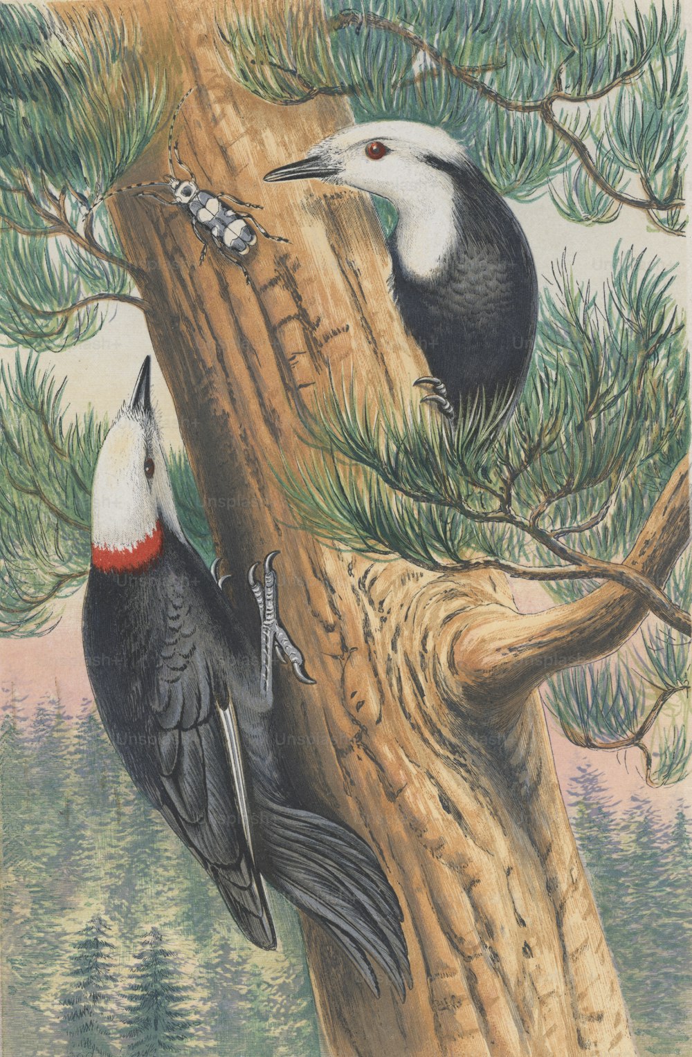 Dos pájaros carpinteros de cabeza blanca (Picus o Picoides albolarvatus) buscando insectos, alrededor de 1850. Grabado por Baird según T. W. Wood. (Foto de Hulton Archive/Getty Images)
