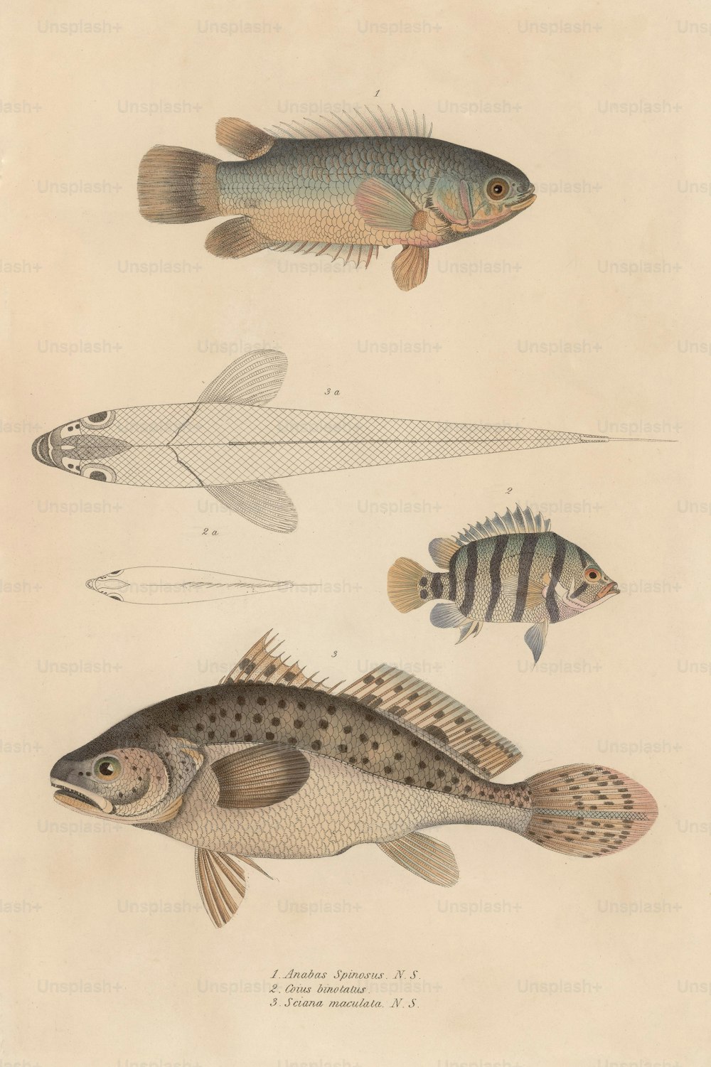 Varios peces, incluyendo anabas spinosus, coius binotatus y sciana maculata, alrededor de 1850. (Foto de Hulton Archive/Getty Images)