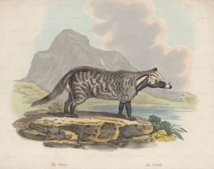 A civet, circa 1850. (Photo by Hulton Archive/Getty Images)