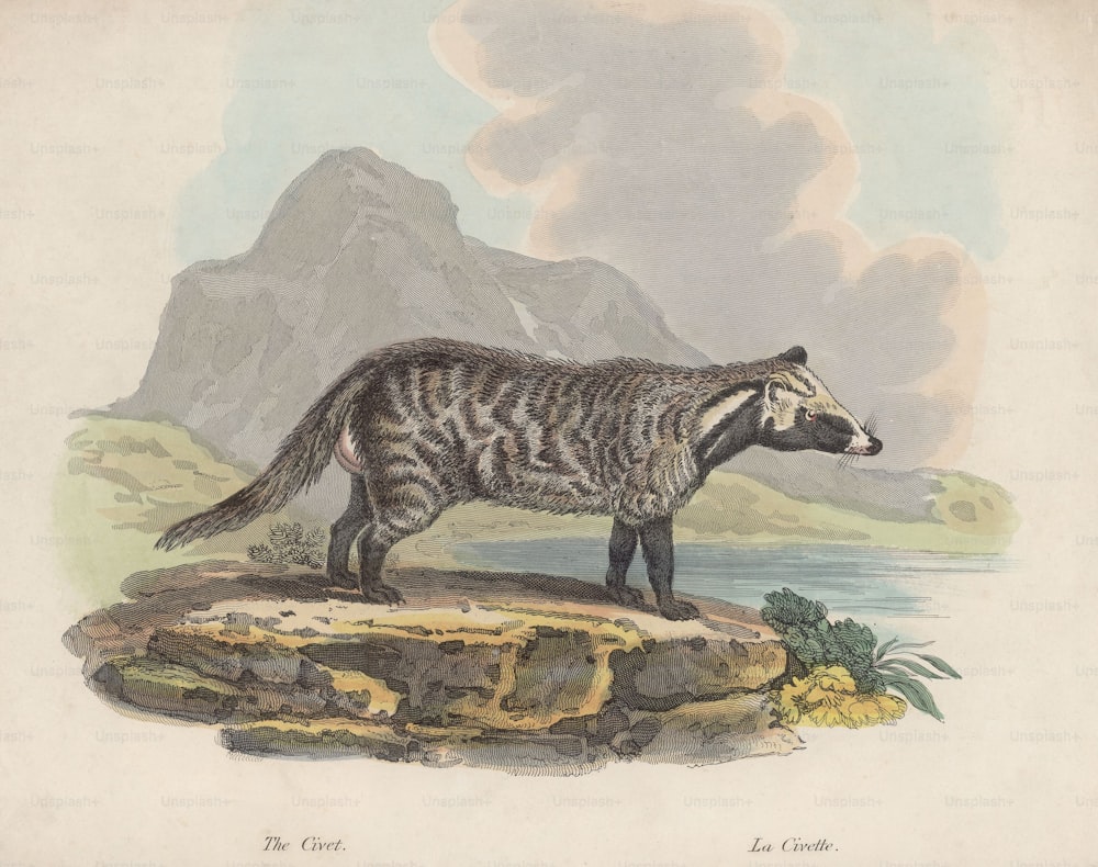 Eine Zibetkatze, um 1850. (Foto von Hulton Archive / Getty Images)