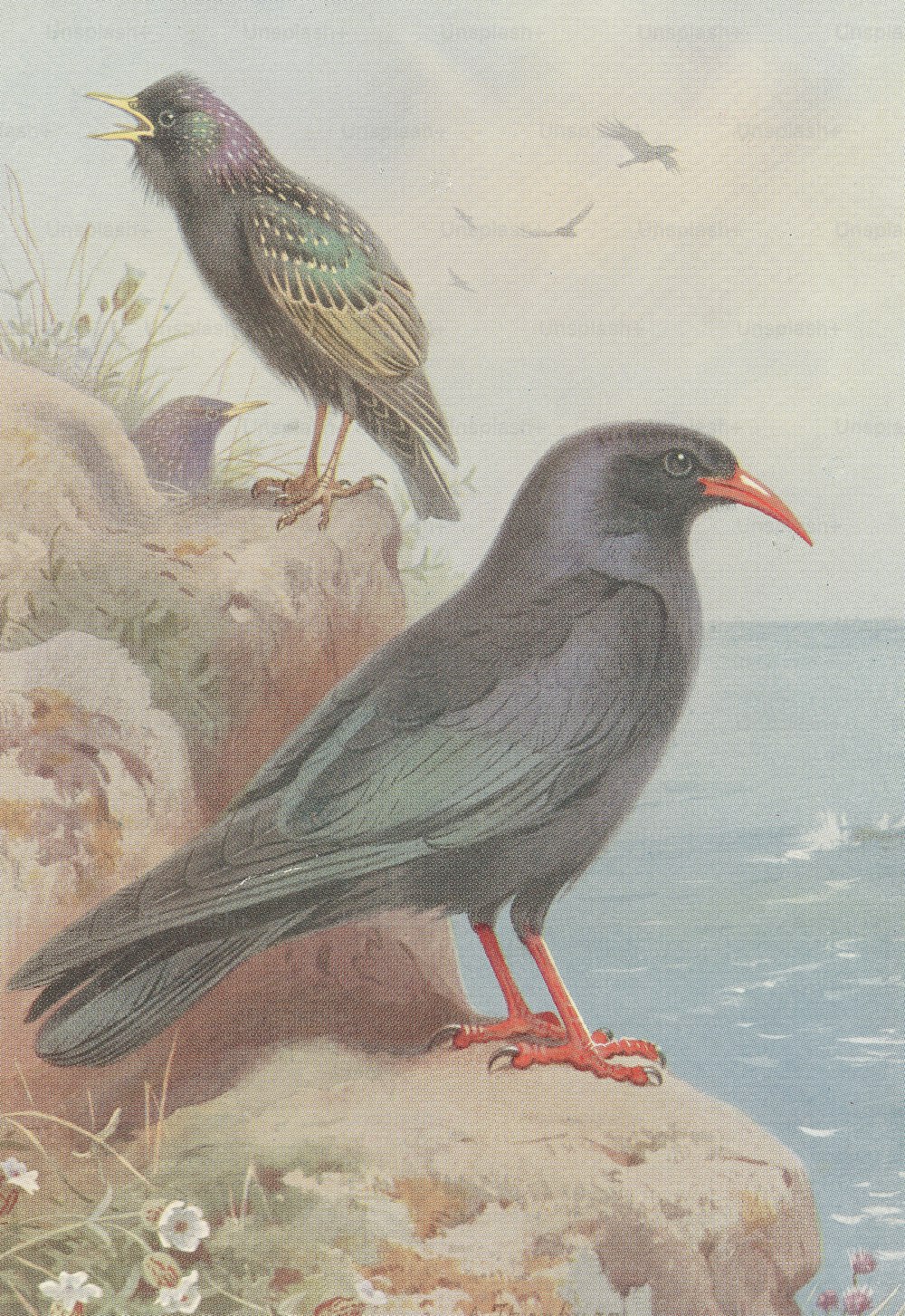 A starling (left) and chough (right) on a rocky coastline, circa 1850. (Photo by Hulton Archive/Getty Images)