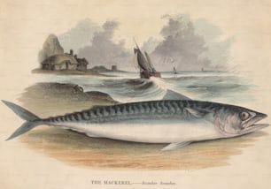 An Atlantic mackerel (Scomber scombrus), circa 1810. (Photo by Hulton Archive/Getty Images)