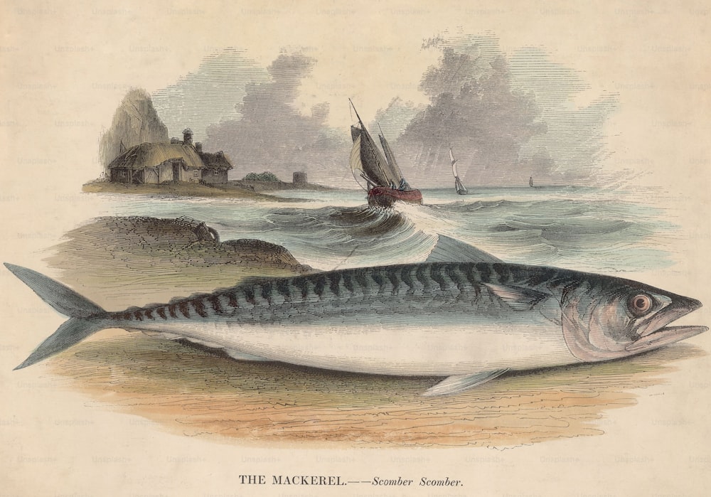 대서양 고등어 (Scomber scombrus), 1810 년경. (사진: 헐튼 아카이브/게티 이미지)