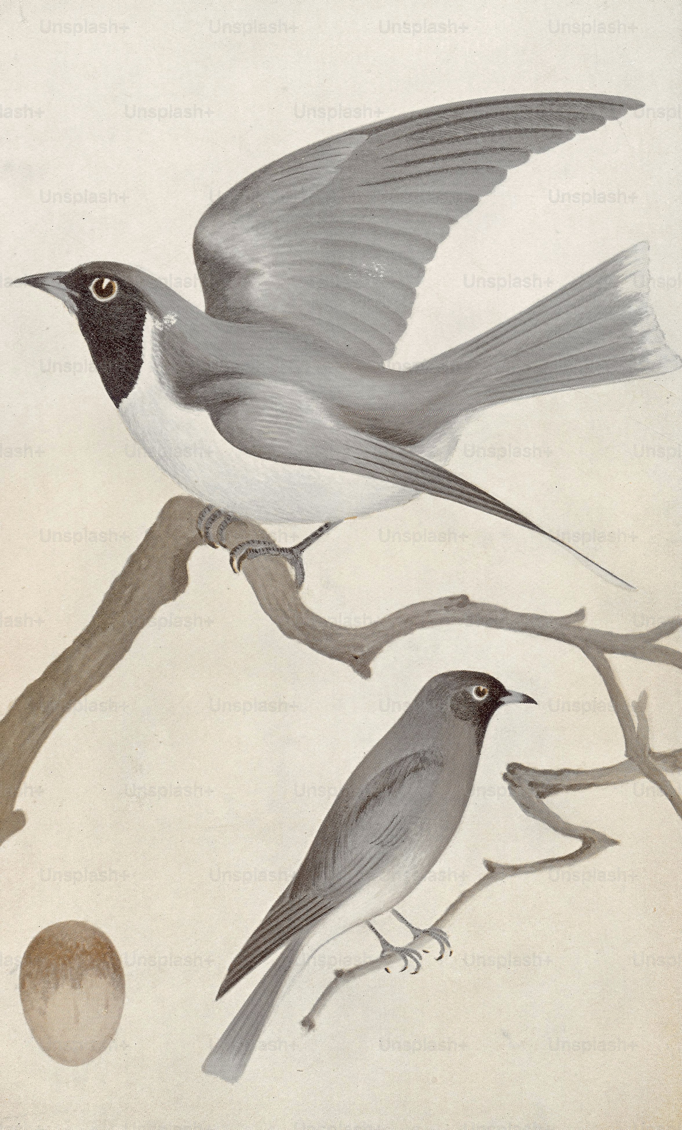 The Masked Woodswallow (Artamus personatus) , circa 1850. Print by Gould after a drawing by C. C. Brittlebank. (Photo by Hulton Archive/Getty Images)