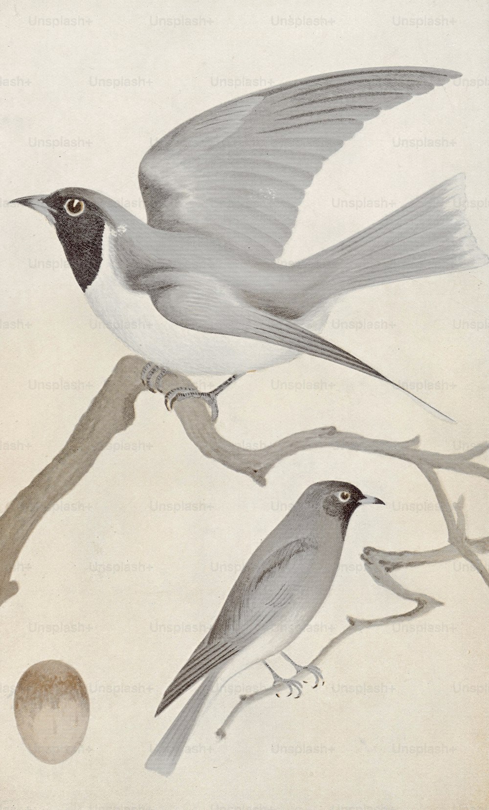 가면쓴 나무 제비 (Artamus personatus), 1850 년경. C. C. Brittlebank의 그림 후 Gould의 인쇄. (사진: Hulton Archive/Getty Images)