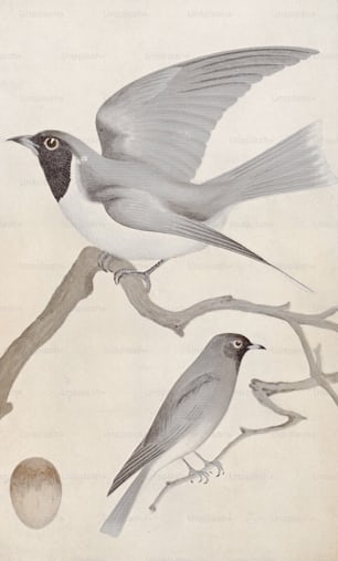 The Masked Woodswallow (Artamus personatus) , circa 1850. Print by Gould after a drawing by C. C. Brittlebank. (Photo by Hulton Archive/Getty Images)