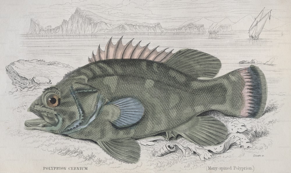 A Many-spined Polyprion (polyprion cernium) of the Mediterranean, circa 1850. Engraving by Lizars. (Photo by Hulton Archive/Getty Images)