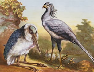 Una cicogna marabù (a sinistra) e un uccello segretario (a destra), 1850 circa. (Foto di Hulton Archive/Getty Images)
