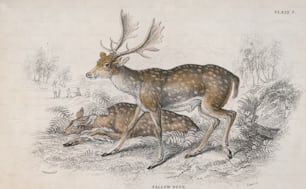 2頭の休閑鹿(Dama dama)、1850年頃。スチュワートにちなんでトカゲが彫刻。(写真提供:Hulton Archive/Getty Images)