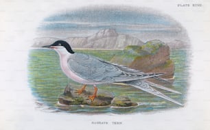 A Roseate Tern (Sterna dougallii), circa 1850. (Photo by Hulton Archive/Getty Images)