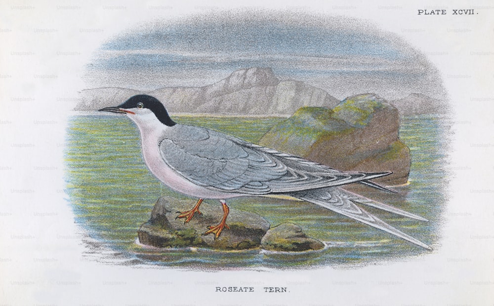 A Roseate Tern (Sterna dougallii), circa 1850. (Photo by Hulton Archive/Getty Images)
