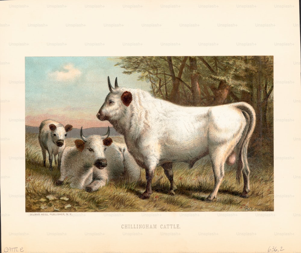 Color illustration of distinctive white Chillingham cattle, found and bred only in the enclosed park at Chillingham Castle, Northumberland, UK. (Photo by Archive Photos/Getty Images)