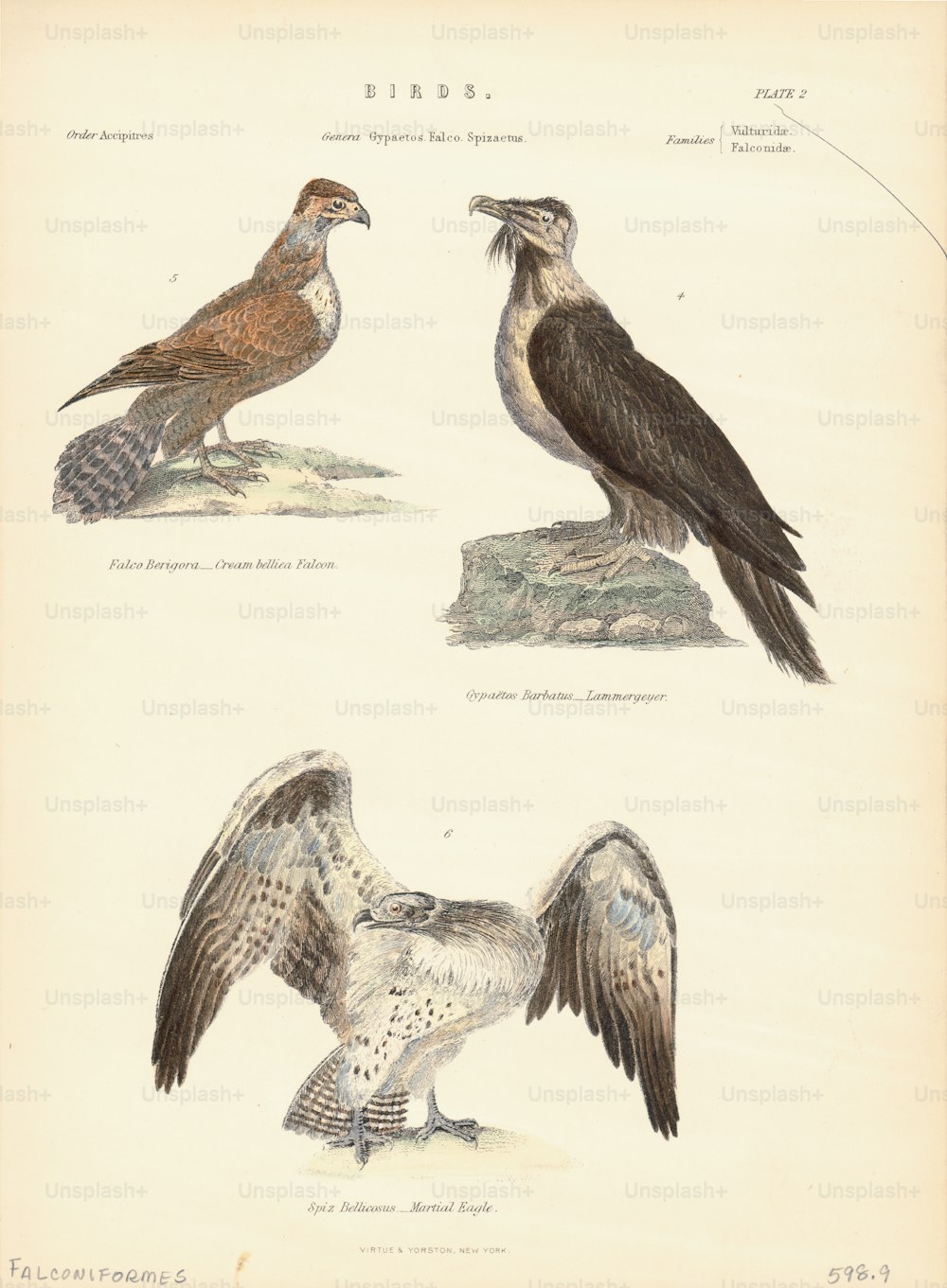 Ilustración en color de una serie de especies de aves del Orden Falconiformes, formadas por aves rapaces diurnas que incluyen; el Águila Marcial y el Halcón Pardo. (Foto de Kean Collection/Archive Photos/Getty Images)