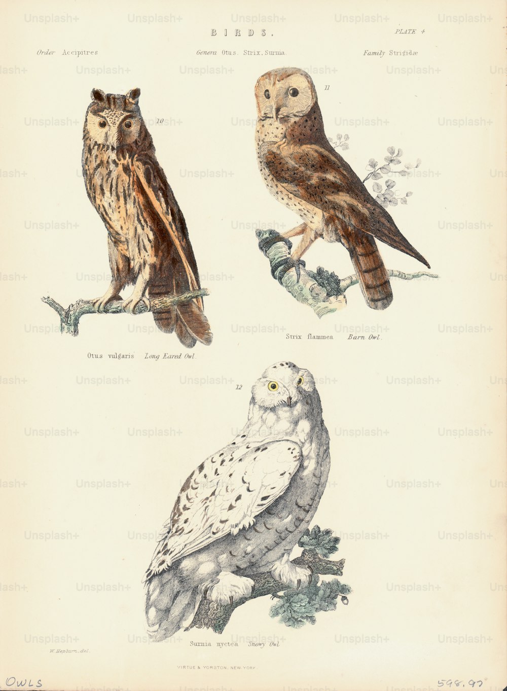 Color illustration of a number of Owl species, or Strigiformes, including Snowy Owl, Barn Owl and Long-eared Owl. (Photo by Kean Collection/Archive Photos/Getty Images)