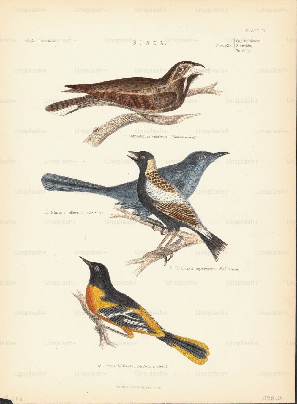 Illustrazione a colori di un certo numero di specie di uccelli canori, o Passeriformes, tra cui il rigogolo di Baltimora e l'uccello gatto. (Foto di Kean Collection/Archive Photos/Getty Images)