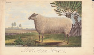 故ジョン・エルマン(1832-1900)の群れの牧草地にいるサウスダウン羊のカラーイラストが刻まれています。(写真提供:Archive Photos/Getty Images)