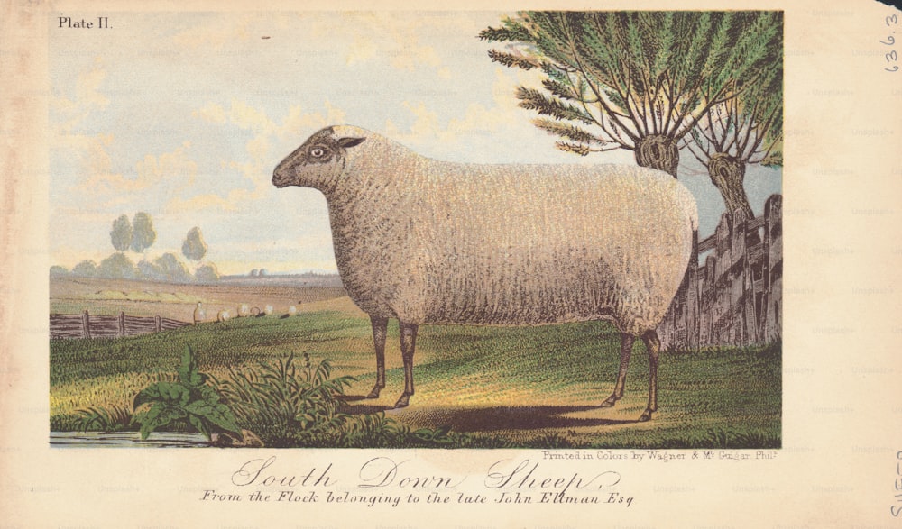 Engraved color illustration of a South down sheep, in a meadow, from a flock belonging to the late John Ellman, 1832-1900. (Photo by Archive Photos/Getty Images)