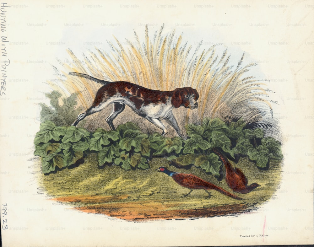Ilustração colorida gravada representando um Ponteiro, ou cão de caça, perseguindo faisão para fora da vegetação rasteira durante uma caçada. (Foto de Archive Photos/Getty Images)