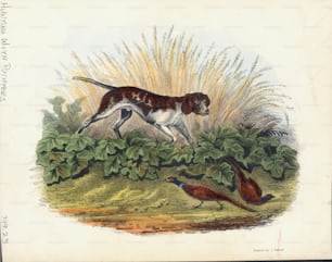 Illustrazione a colori incisa raffigurante un Pointer o cane da caccia, che insegue un fagiano fuori dal sottobosco durante una battuta di caccia. (Foto di Archive Photos/Getty Images)