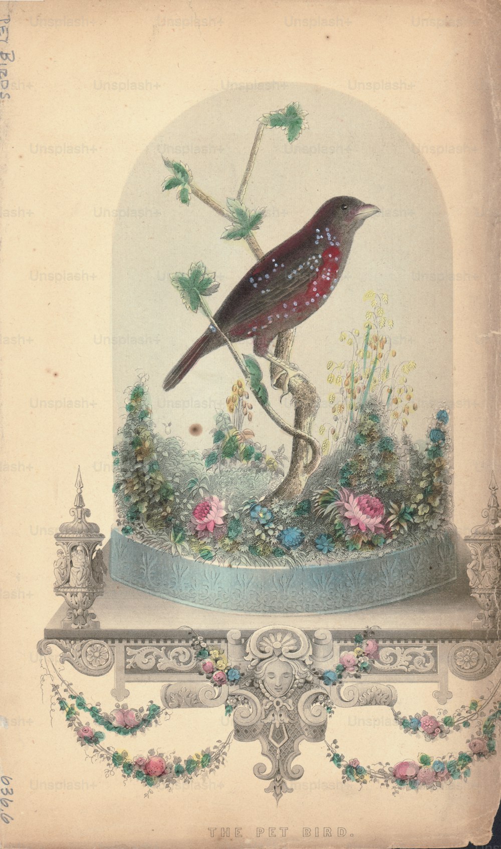 Gravure en couleur de 'L’oiseau de compagnie', représentant une impression artistique d’un oiseau de compagnie et d’un petit jardin à l’intérieur d’un dôme en verre. (Photo d’Archive Photos/Getty Images)