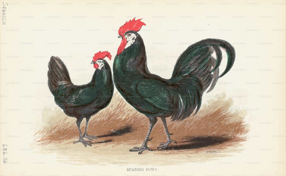 한 쌍의 스페인 닭 닭, 매우 희귀 한 품종의 게임 닭, 특히이 회색 다리 품종의 조각. (사진: 킨 컬렉션/아카이브 사진/게티 이미지)