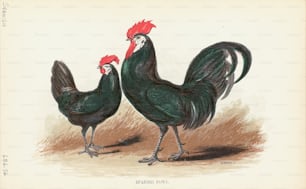 Engraving of a pair of Spanish fowl chickens, a very rare breed of Game fowl, particularly this grey-legged variety.(Photo by Kean Collection/Archive Photos/Getty Images)