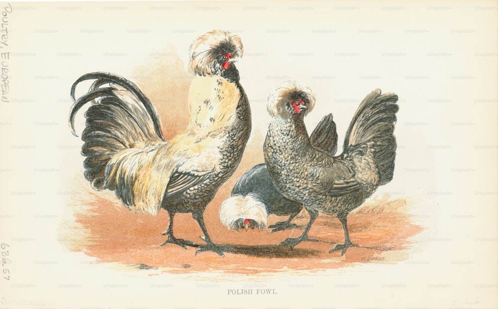 Gravura de um par de galinhas de aves polonesas, suas cabeças são adornadas com grandes cristas devido a um cone, ou protuberância, no topo do crânio. (Foto de Kean Collection/Archive Photos/Getty Images)