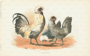 Engraving of a pair of Polish fowl chickens, their heads are adorned with large crests due to a cone, or protuberance, on the top of their skull. (Photo by Kean Collection/Archive Photos/Getty Images)