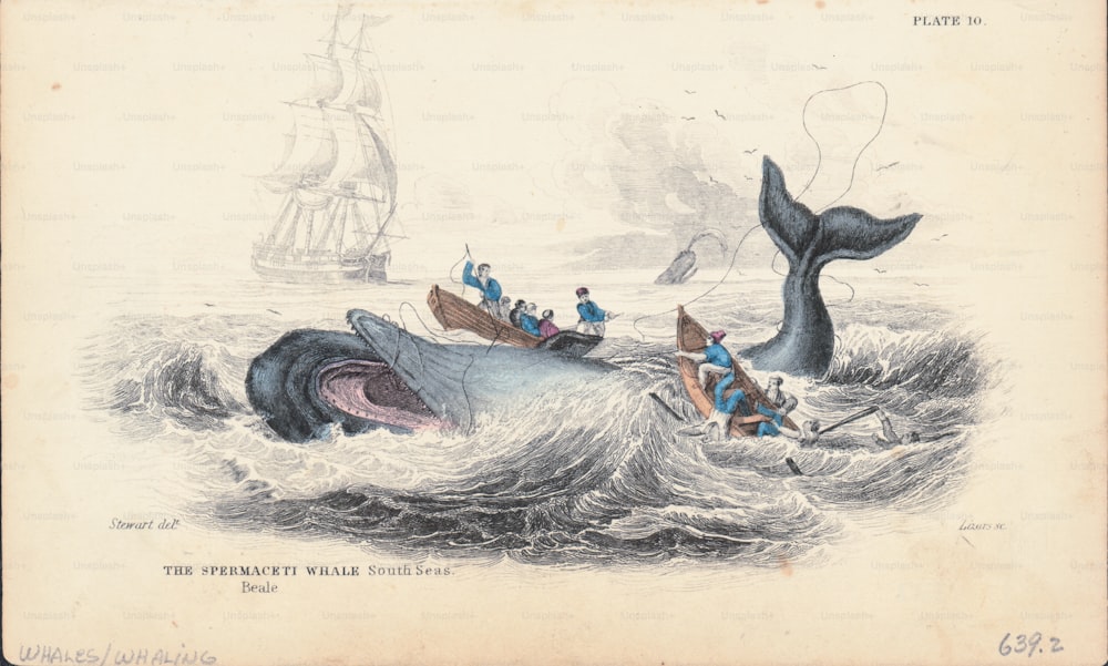 Gravure en couleur, représentant deux petits bateaux à rames avec des harpons, essayant d’attraper un cachalot, mers du Sud, vers 1820-1860. (Photo de Kean Collection/Archive Photos/Getty Images)