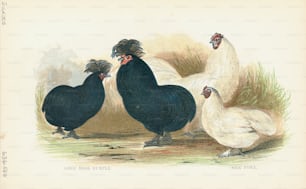Incisione di una coppia di groppe di corvo ghou e di una coppia di galline di seta. (Foto di Kean Collection/Archive Photos/Getty Images)
