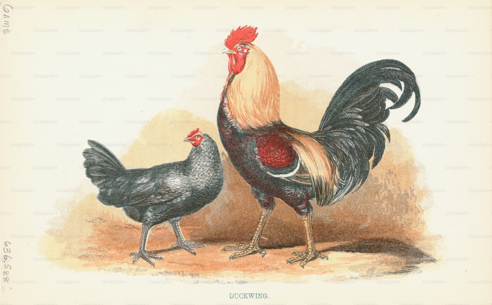 Gravura de um par de galinhas Duckwing, dado o nome devido às asas vermelhas distintas no macho. (Foto de Kean Collection/Archive Photos/Getty Images)