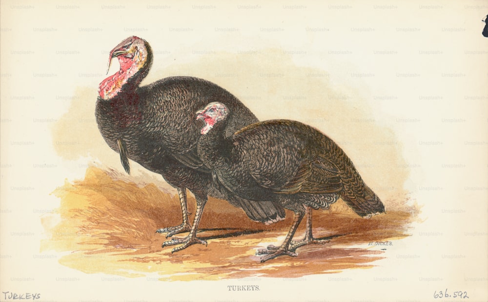 Engraving of a pair of turkeys, large birds native to the north American forest. (Photo by Kean Collection/Archive Photos/Getty Images)