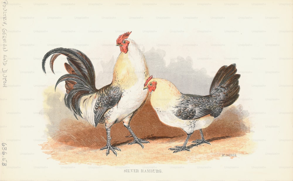 Incisione di una coppia di pollo d'Amburgo argentato, una piccola razza con zampe sottili e un pettine a rosa pulito. (Foto di Kean Collection/Archive Photos/Getty Images)