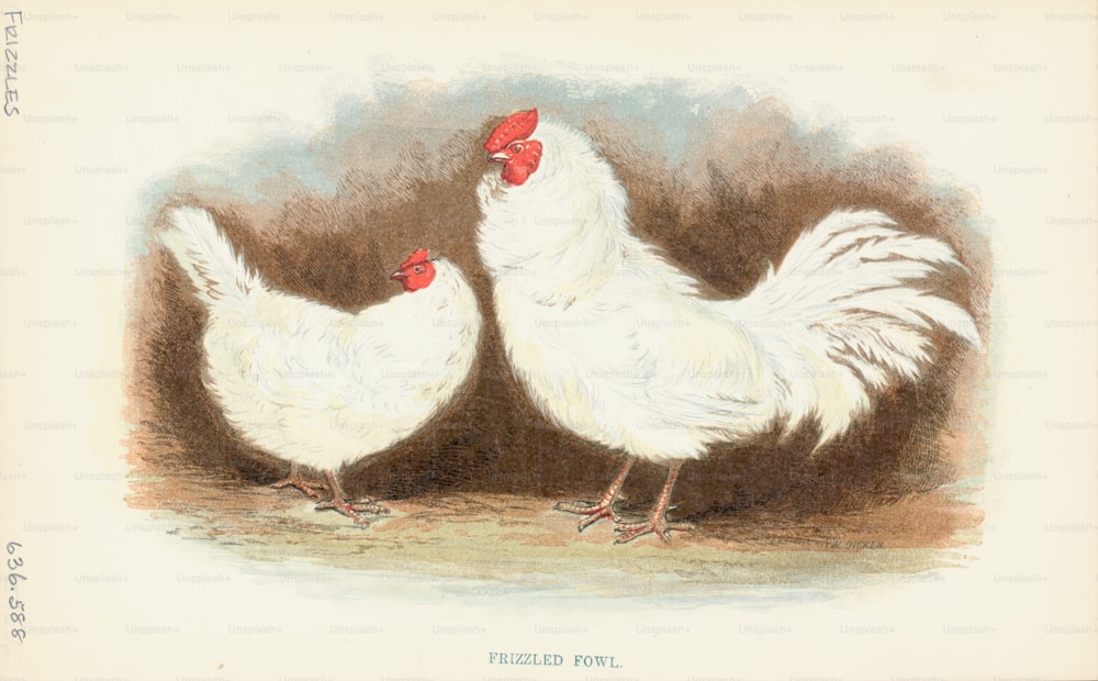 Gravura de um par de galinhas de fazenda com frizz, chamadas como tal devido à sua distinta plumagem de briga. (Foto de Kean Collection/Archive Photos/Getty Images)