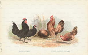 Gravur verschiedener Bantam-Hühner, einer kleinen Hühnerrasse. (Foto von Kean Collection / Archivfotos / Getty Images)
