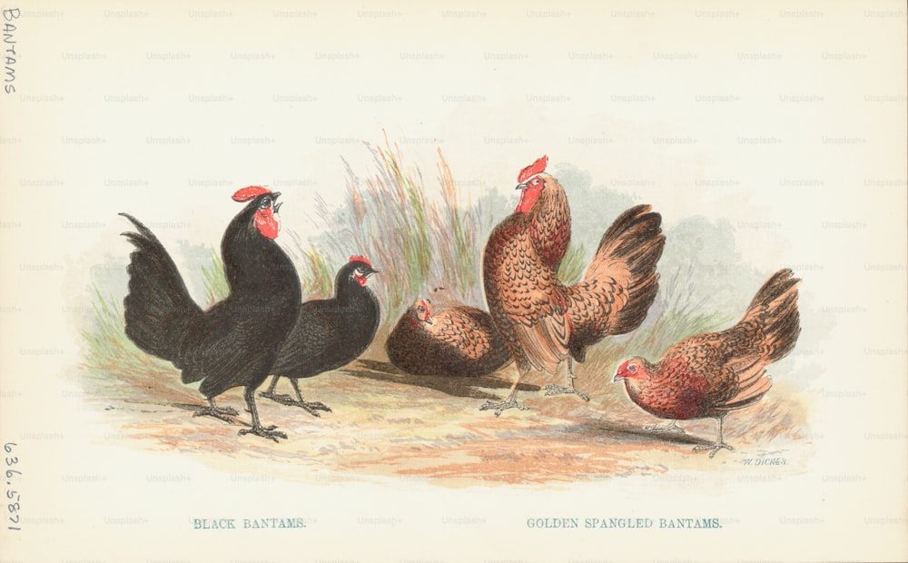 Incisione di vari polli Bantam, una piccola razza di pollo. (Foto di Kean Collection/Archive Photos/Getty Images)