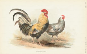 Engraving of a pair of Dorking fowl, square-framed, large and broad-breasted, with big heads and small upright combs.(Photo by Kean Collection/Archive Photos/Getty Images)