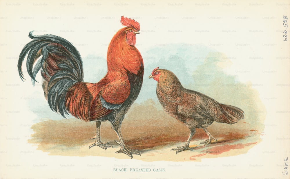 Engraving of a pair of black breasted game, a breed of chicken. (Photo by Kean Collection/Archive Photos/Getty Images)