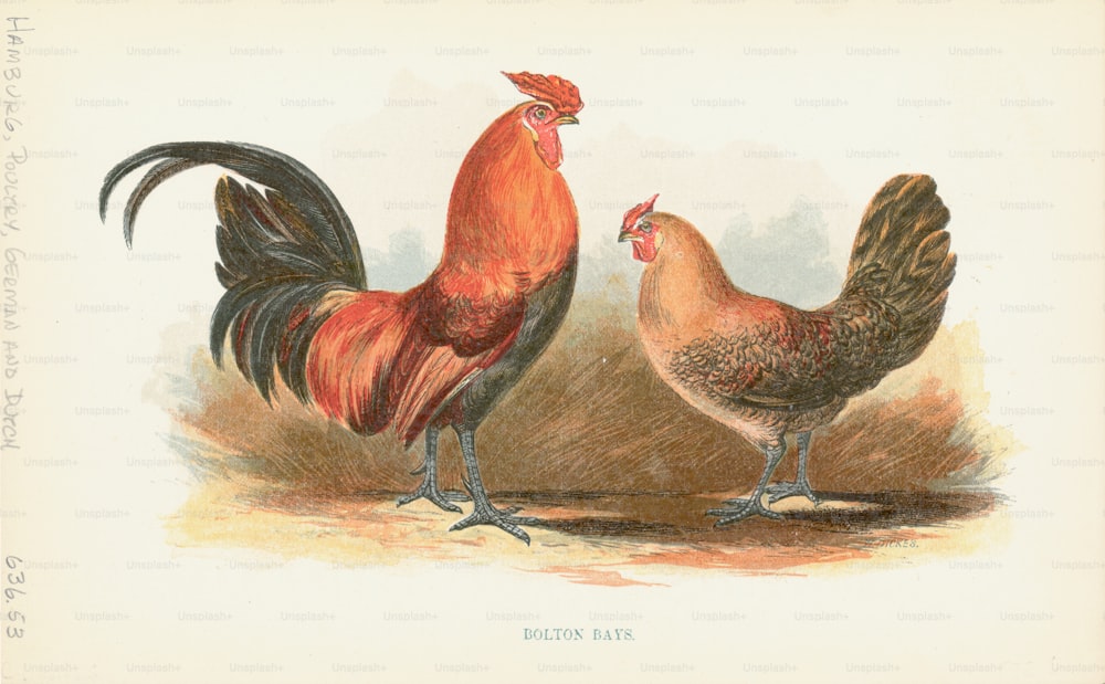 Engraving of a pair of Bolton bay chickens. (Photo by Kean Collection/Archive Photos/Getty Images)