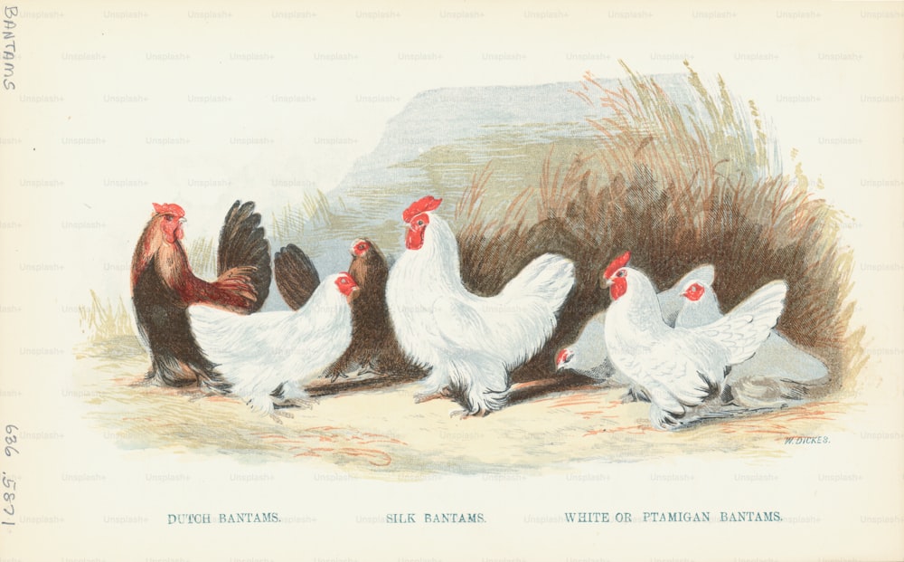 Engraving of various Bantam chickens, a small breed of chicken. (Photo by Kean Collection/Archive Photos/Getty Images)