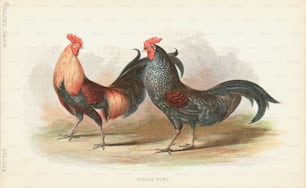 Engraving of a pair of Junglefowl chickens, they are large birds, with colorful male plumage, but are nevertheless difficult to see in the dense vegetation they inhabit. (Photo by Kean Collection/Archive Photos/Getty Images)