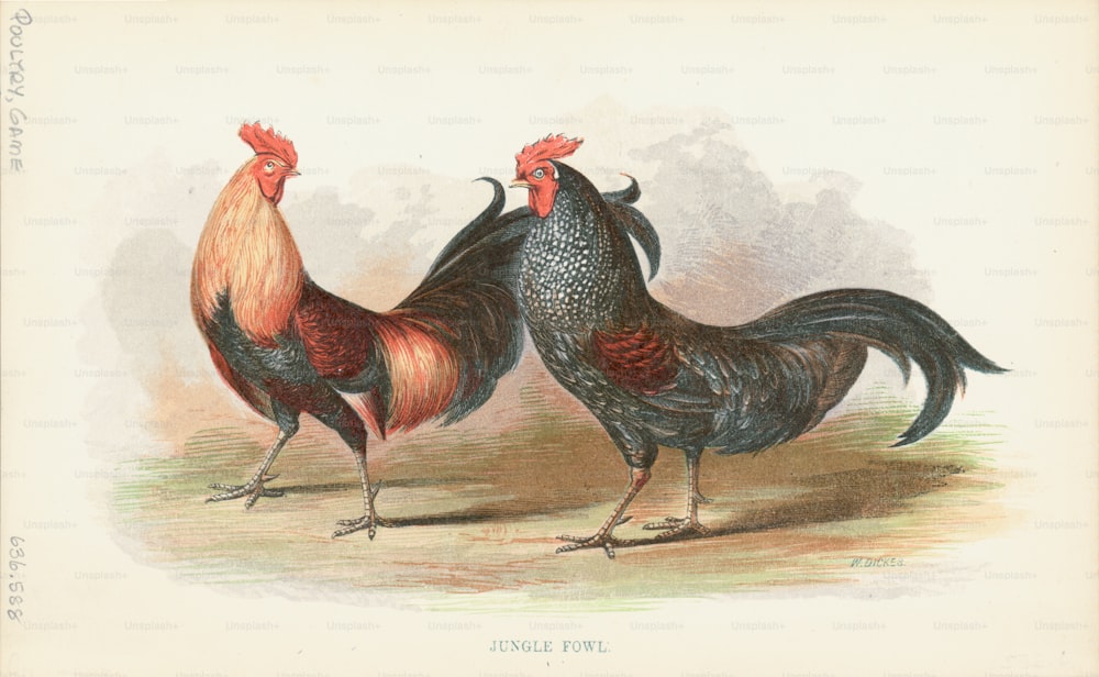 Engraving of a pair of Junglefowl chickens, they are large birds, with colorful male plumage, but are nevertheless difficult to see in the dense vegetation they inhabit. (Photo by Kean Collection/Archive Photos/Getty Images)