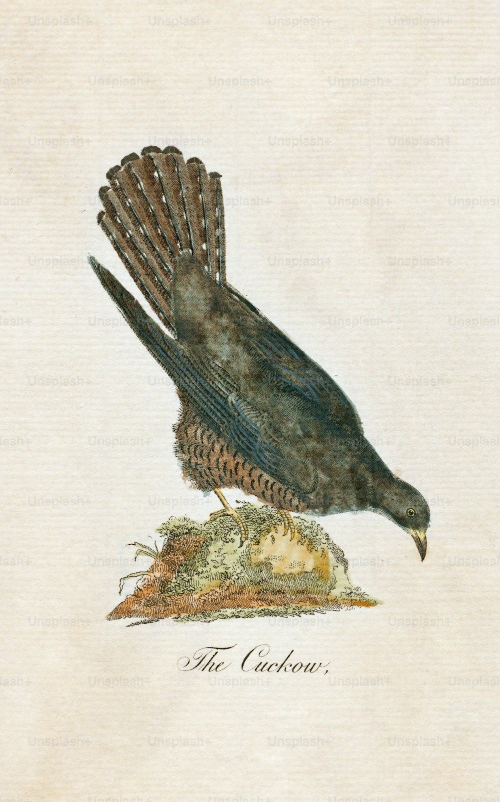A plate illustration of  'The Cuckow', or cuckoo, circa 1850. (Photo by Hulton Archive/Getty Images)